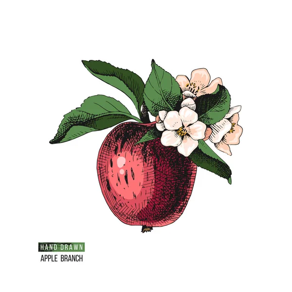 Ramo di mela in fiore — Vettoriale Stock