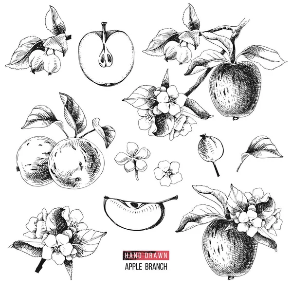 Set vettore di frutta Apple. Illustrazione colorata disegnata a mano — Vettoriale Stock