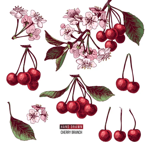 Ensemble de branches de cerises — Image vectorielle