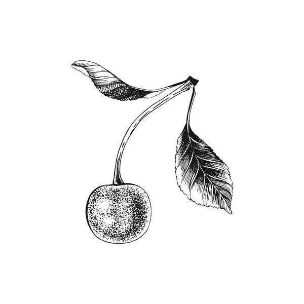 Cereza dibujada a mano — Vector de stock