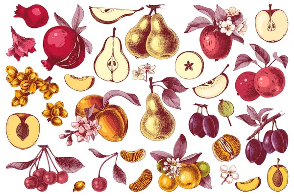 Handgezeichnete bunte Früchte Kollektion — Stockvektor