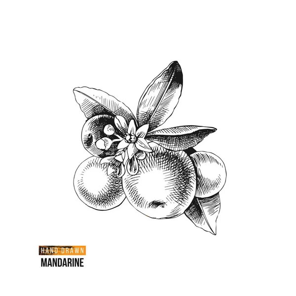 Rama de mandarina dibujada a mano — Archivo Imágenes Vectoriales