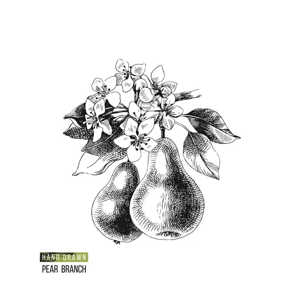 Branche de poire dessinée à la main avec fleurs et fruits — Image vectorielle