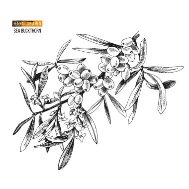 El çekilmiş deniz buckhorn şube