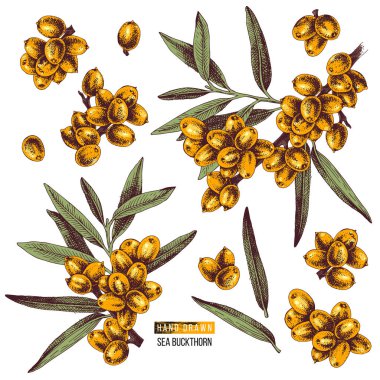 Çizilmiş deniz cehri dalları el