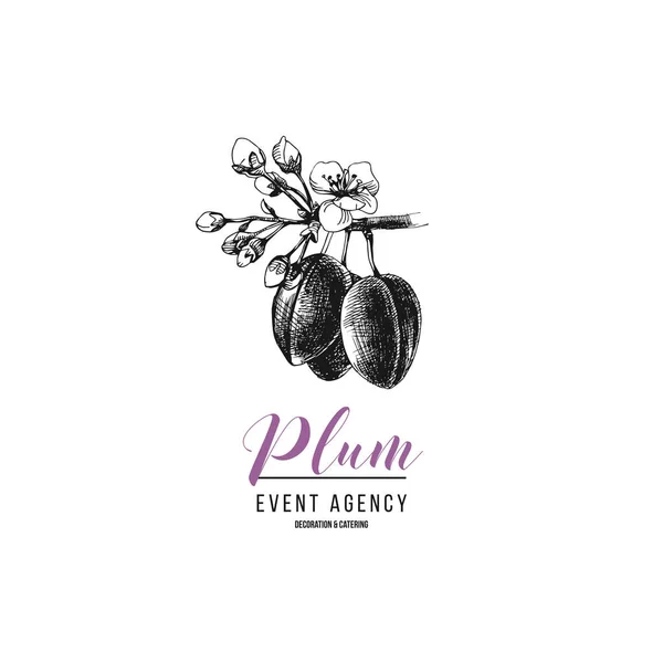 Pflaume event agentur logo vorlage — Stockvektor