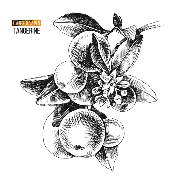 Mandarine dessinée à la main — Image vectorielle