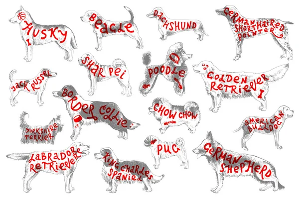 Razas de perros con letras — Vector de stock