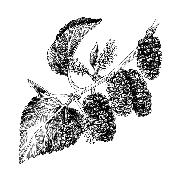 Hand getekende mulberry tak — Stockvector
