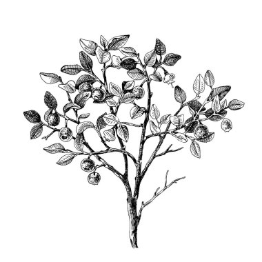 Elle çizilmiş bilberry bush