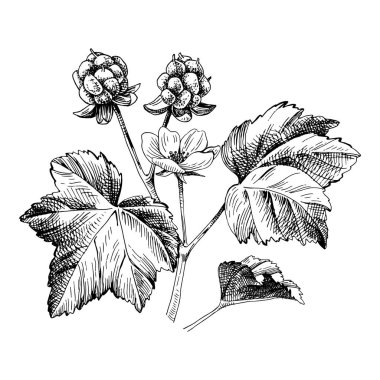 Elle çizilmiş cloudberry şube