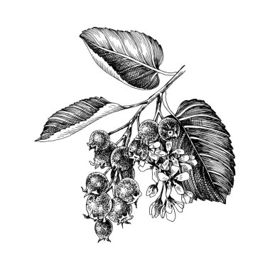 El shadberries çizilmiş Şubesi