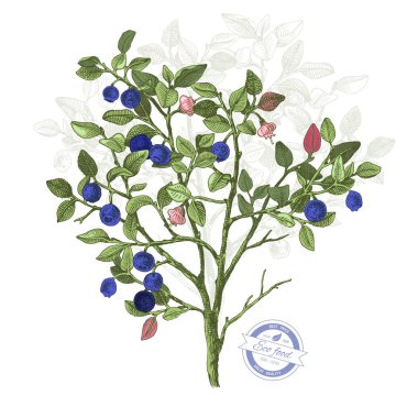Elle çizilmiş bilberry bush