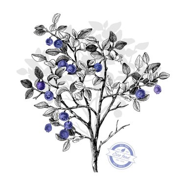 Elle çizilmiş bilberry bush