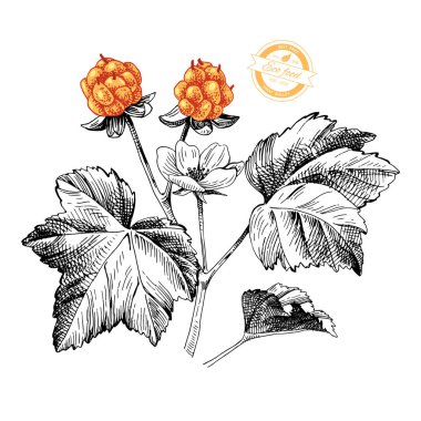 Elle çizilmiş cloudberry şube