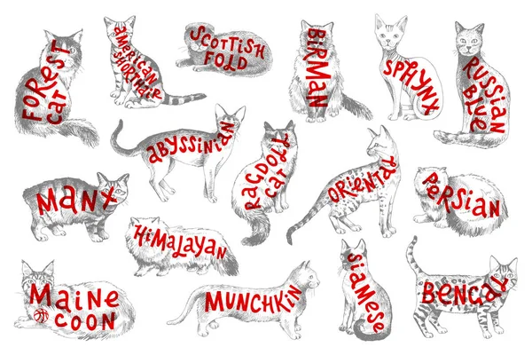 16 razas de gatos dibujados a mano con letras — Vector de stock