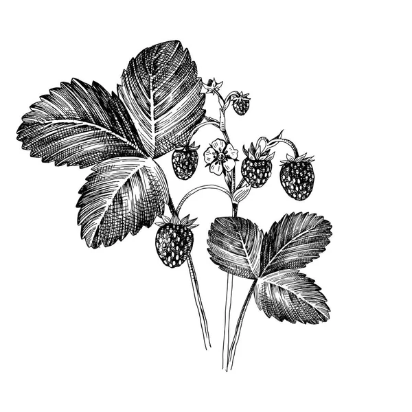 Fresa silvestre dibujada a mano — Vector de stock