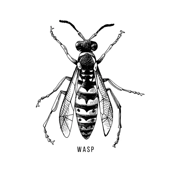 Hand getekende wasp illustratie — Stockvector