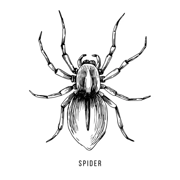 手绘巴西蜘蛛例证 — 图库矢量图片