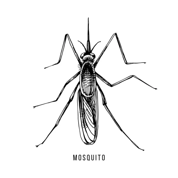 白地に手描き下ろし蚊 ベクトル図 — ストックベクタ