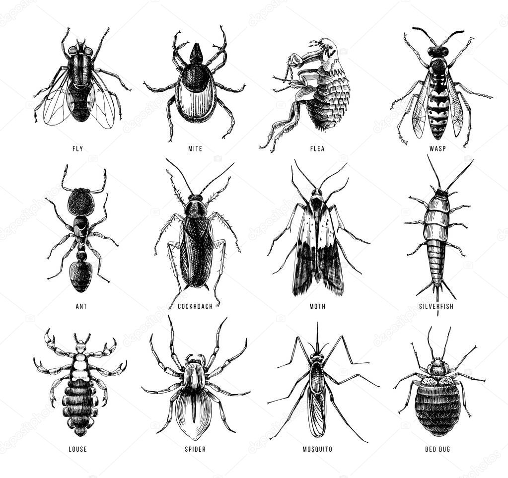 Hand drawn 12 dangerous insects. Pest control. Vector illustration