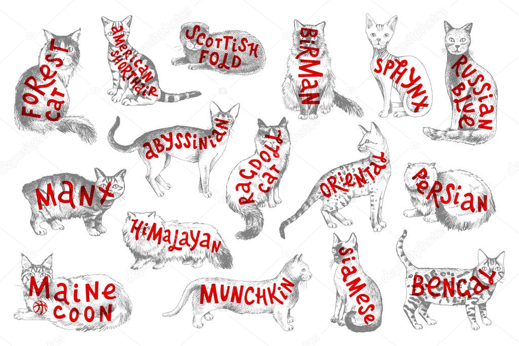 16 hand drawn cat breeds with lettering
