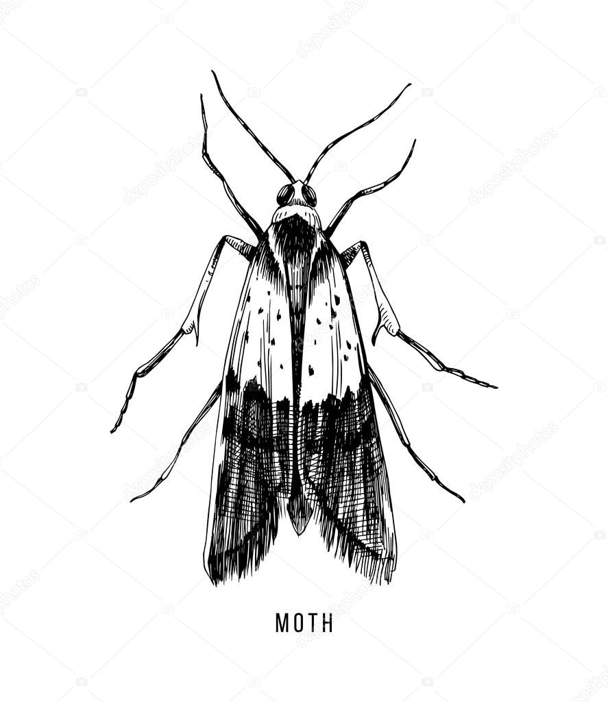 Hand drawn food moth on white background