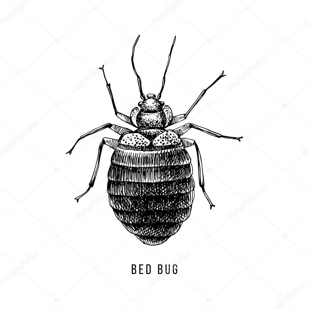 Hand drawn bed bug