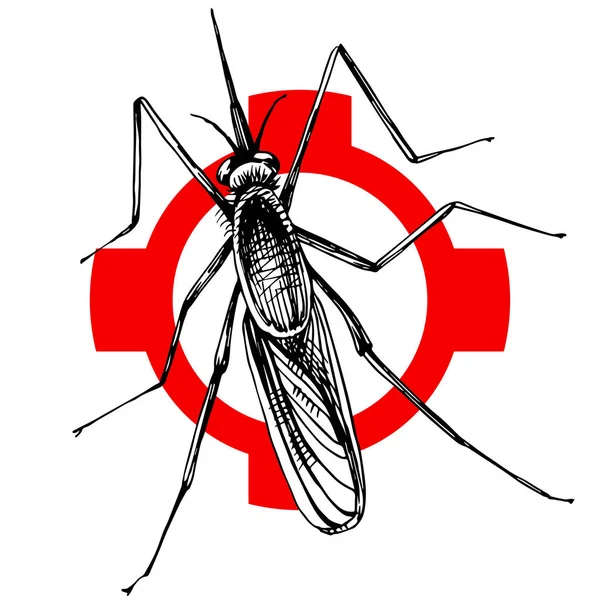 Çapraz tarama el çekilmiş sivrisinek — Stok Vektör