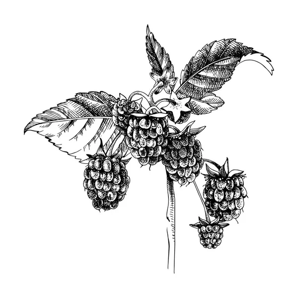 Hand drawn raspberry branch — Stock Vector