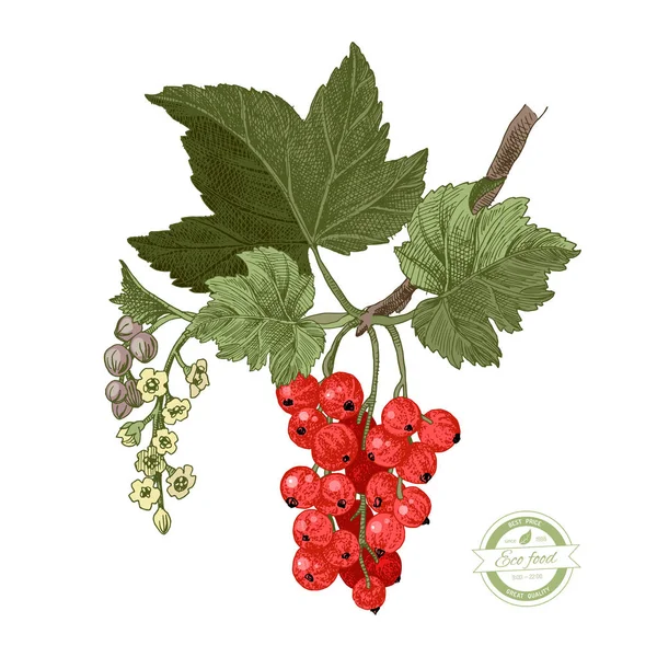 Grosella roja con hojas y flores — Vector de stock