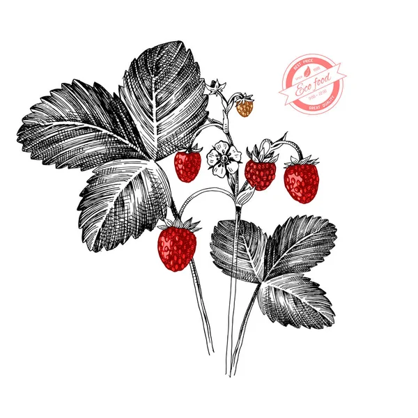 Fraise sauvage dessinée à la main — Image vectorielle