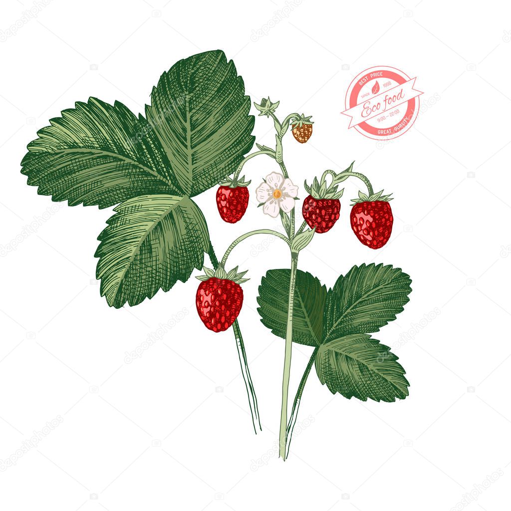 Hand drawn colorful wild strawberry plant with ripe berries, flowers and leaves. Vector illustration
