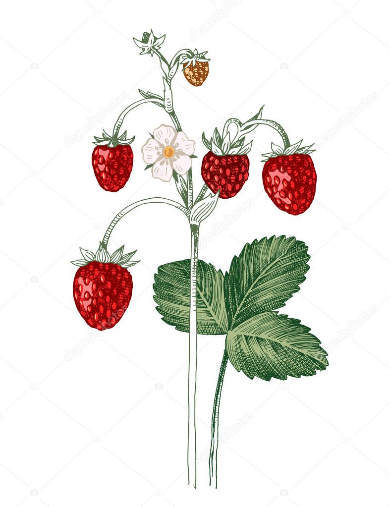Hand drawn wild strawberry
