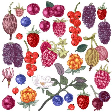 Elle çizilmiş çilek kümesi