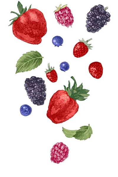 Hand drawn berries on white background — Stock Vector