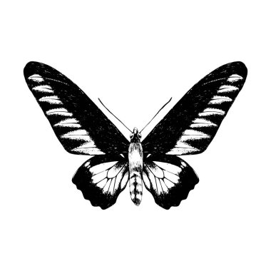 Rajan Brookie Birdwing kelebek el çekilmiş