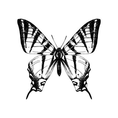 Elle çizilmiş Batı kaplan swallowtail kelebek