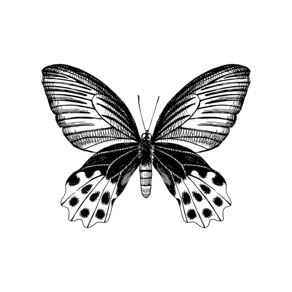 Elle çizilmiş kelebek — Stok Vektör