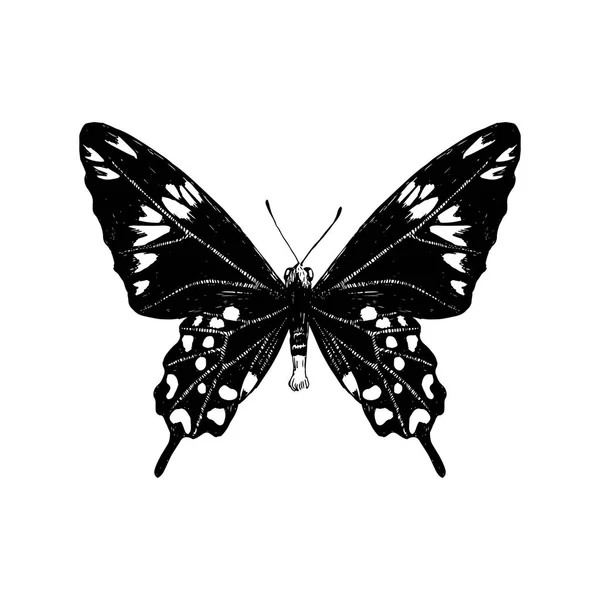 Бабочка из Багровой Розы — стоковый вектор