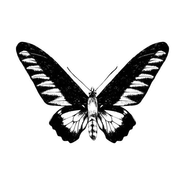 Hand getekend Rajan Brookie Birdwing vlinder — Stockvector