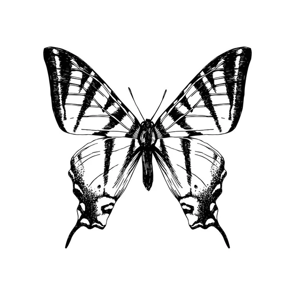 Mano dibujado occidental tigre swallowtail mariposa — Vector de stock