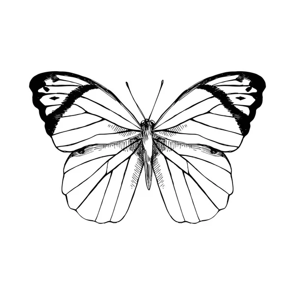 Büyük Turuncu Tip - Hebomoia glaucippe - kelebek el çekilmiş — Stok Vektör