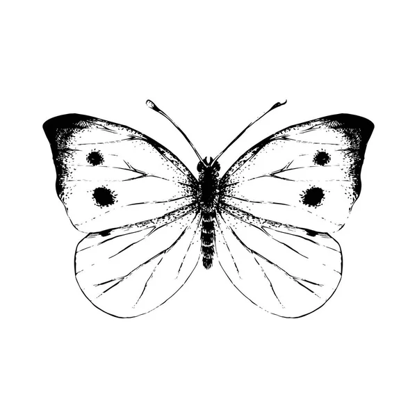 Elle çizilmiş küçük beyaz kelebek — Stok Vektör