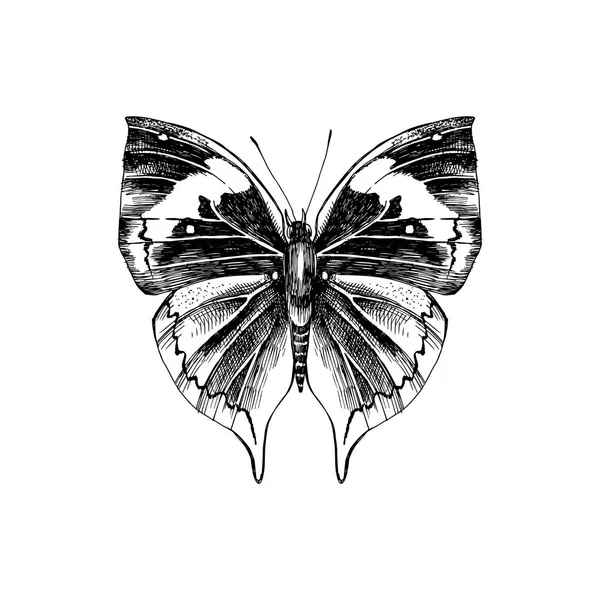 Turuncu oakleaf veya ölü yaprak - Kallima inachus - kelebek — Stok Vektör