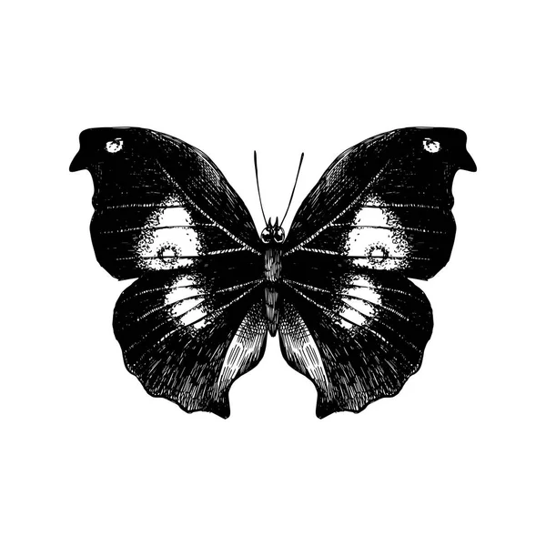 Mariposa dibujada a mano sobre fondo blanco — Vector de stock