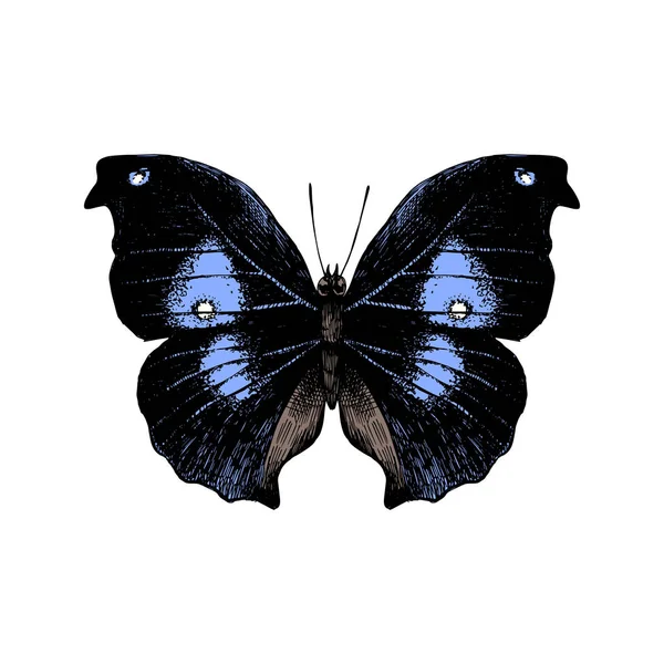 Mariposa dibujada a mano sobre fondo blanco — Vector de stock