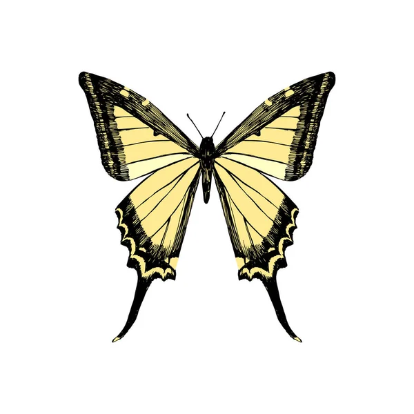 Mano dibujada mariposa cola de golondrina amarilla — Vector de stock