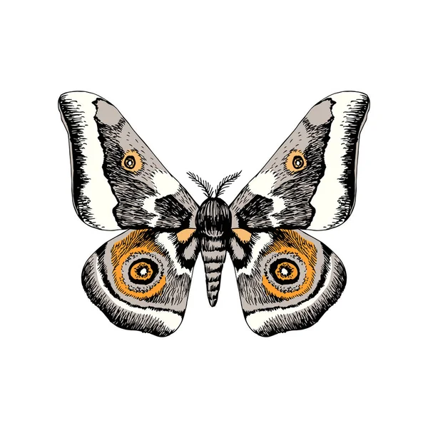 Hand drawn African Emperor Moth - Gonimbrazia Zambezina — Stock Vector