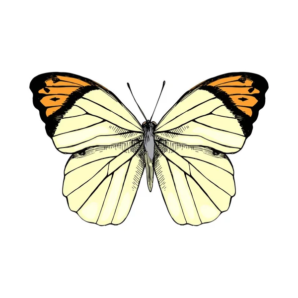 Gran punta naranja dibujada a mano - Hebomoia glaucippe - mariposa — Vector de stock